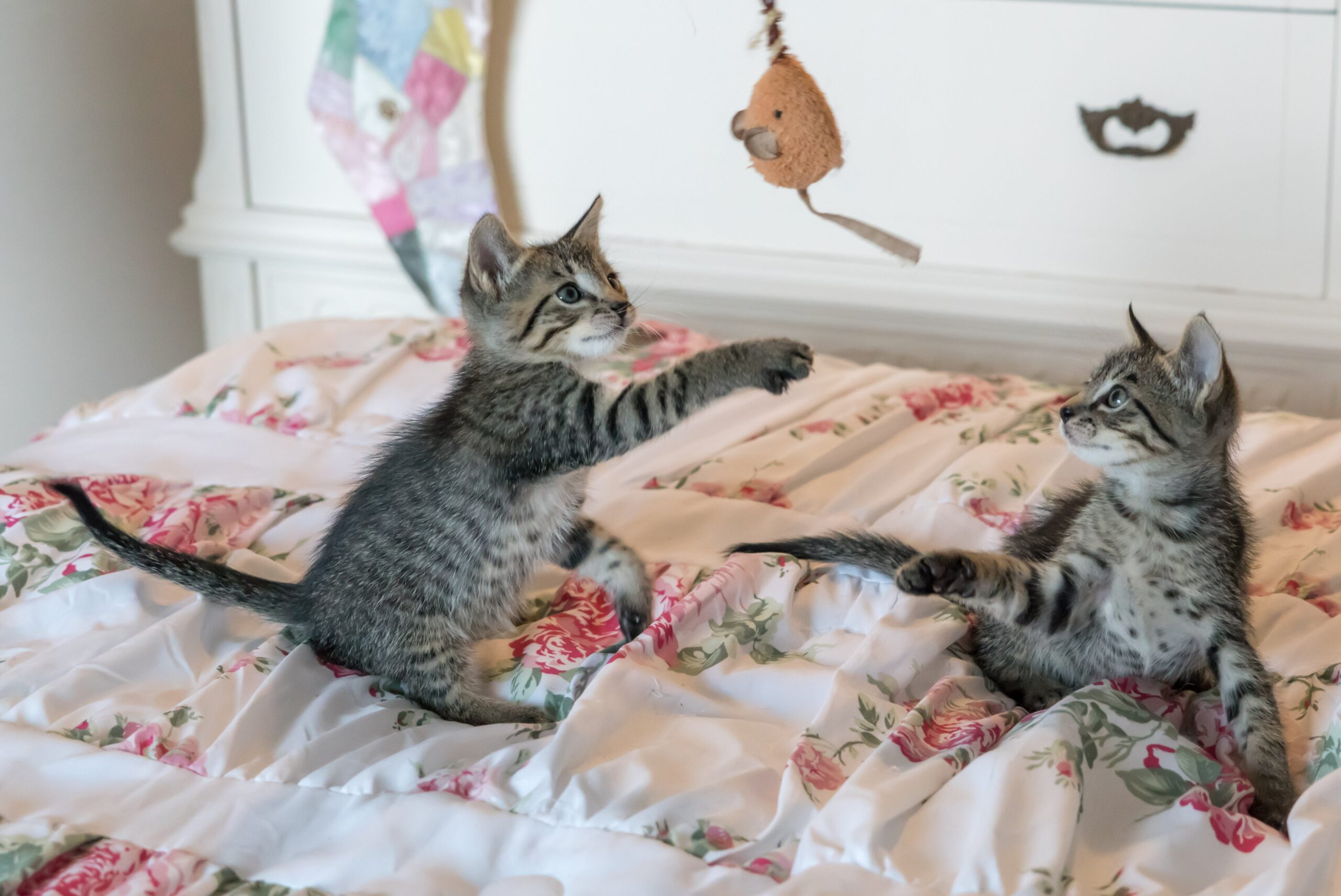 Two playful cats engaging with a cat toy on a bed, highlighting the experienced, passionate, and safe pet sitting services offered by Lifetime of Love Nannies