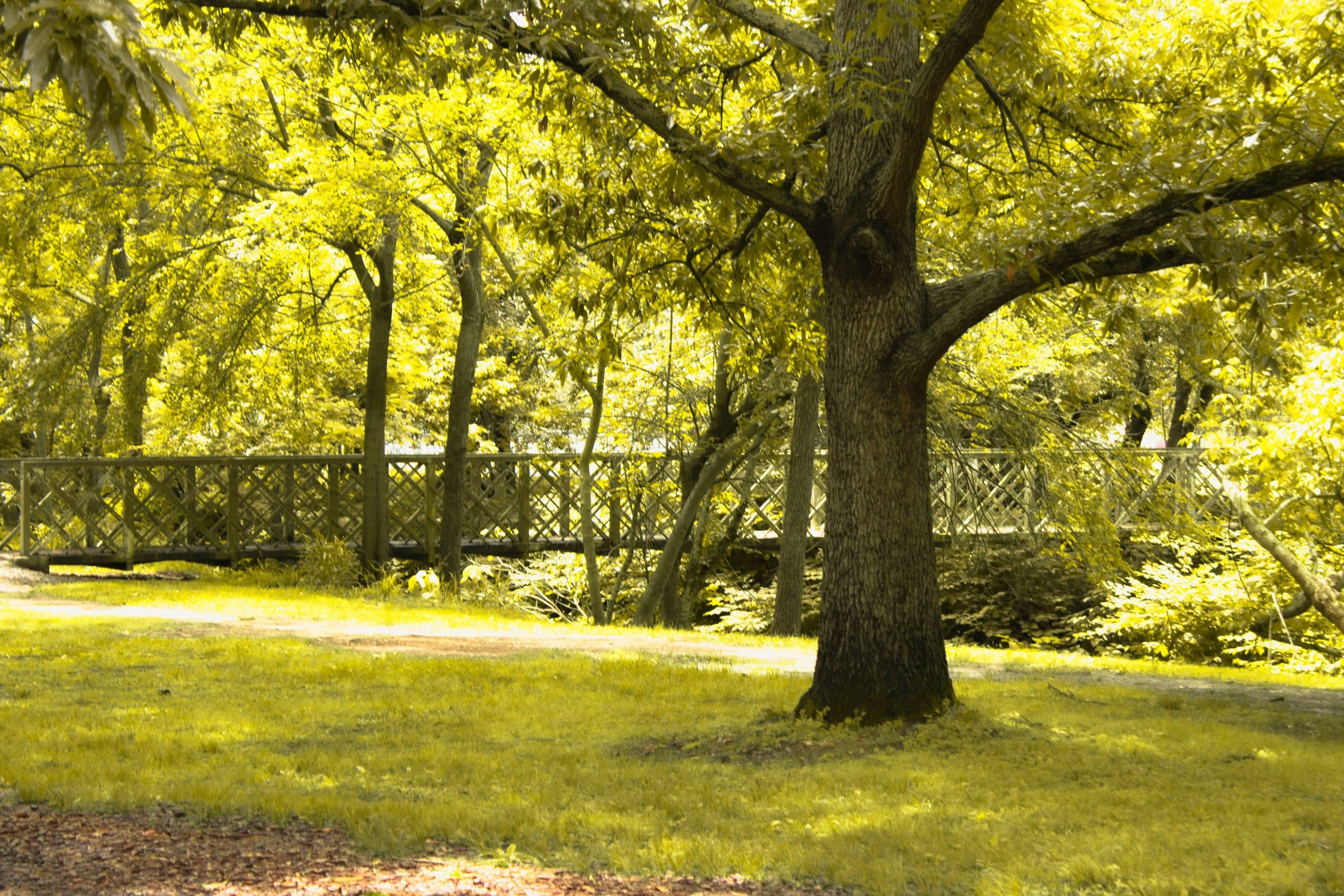 Tree lined park with wooden footbridge in Winston Salem North Carolina on a sunny summer day